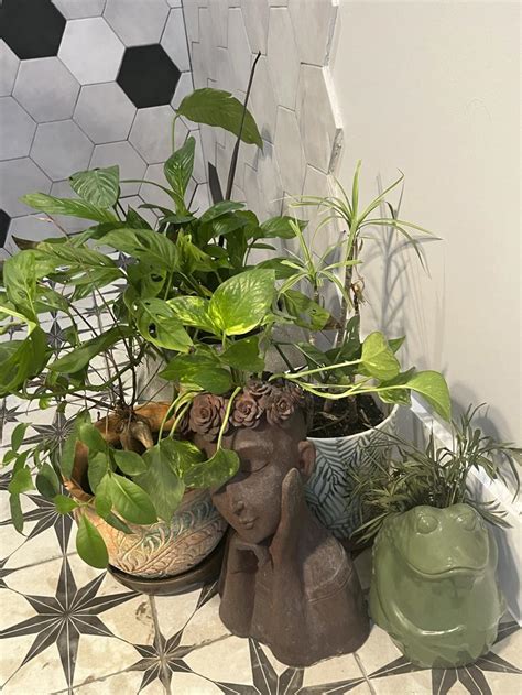 浴室種植物|浴室風水放什麼植物？室內植物專家授你活用植物提升居家生活品。